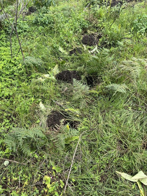  A series of small, dark mounds of disturbed soil arranged in a rough line or trail through dense, overgrown grass and ferns.